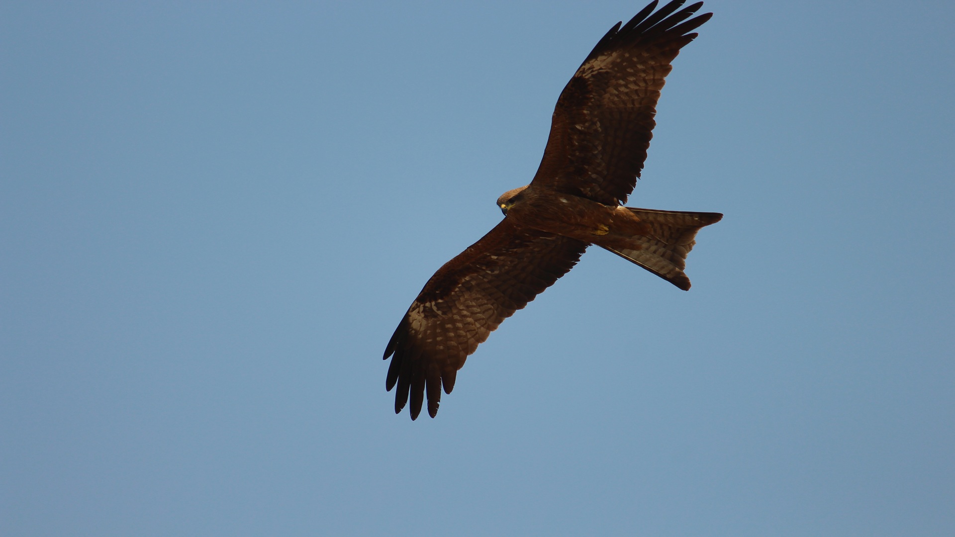 A Black Kite (Milvus Migrans) soaring gracefully against a clear blue sky, wings fully stretched, symbolizing silent strength, calm focus, and the freedom to rise above the noise.